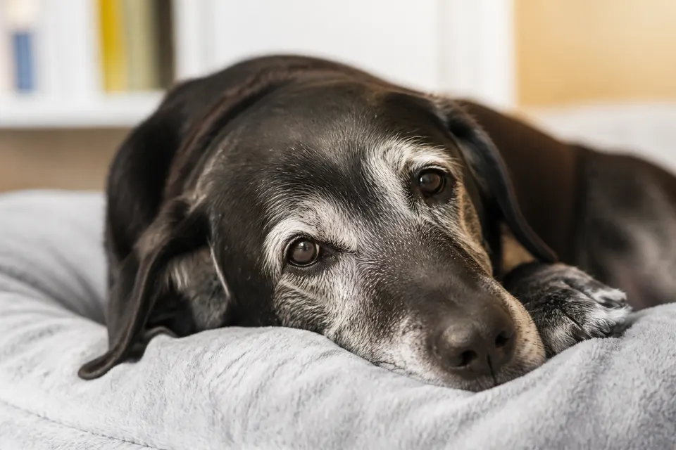 老龄犬护理要点 · 正面