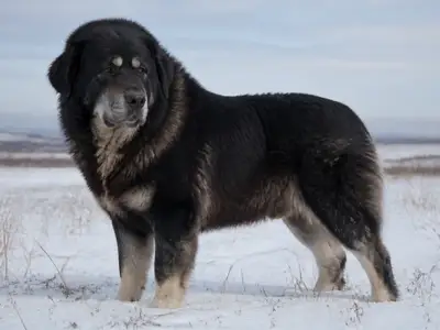 俄罗斯追踪犬