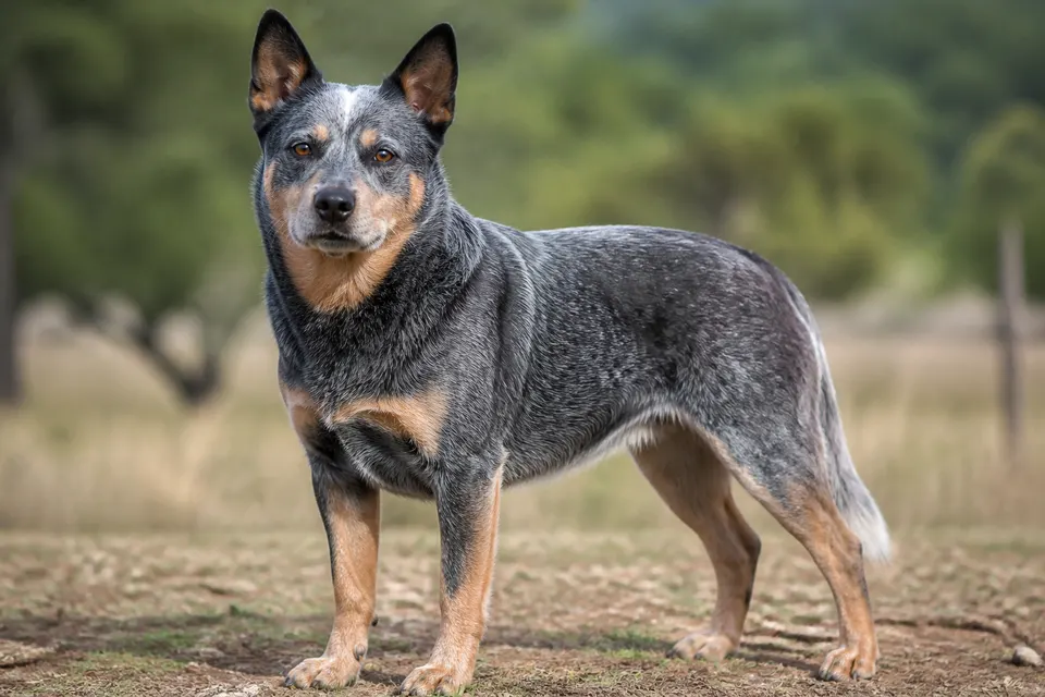 澳大利亚牧牛犬 · 正面