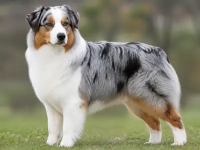 澳大利亚牧羊犬