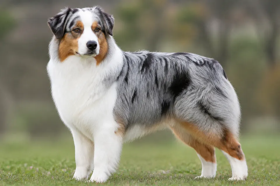 澳大利亚牧羊犬 · 正面
