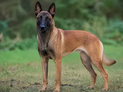 比利时马犬