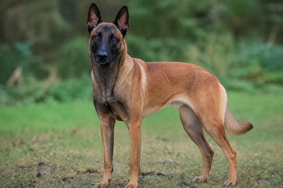 比利时马犬 · 正面