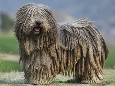贝尔加马斯科牧羊犬