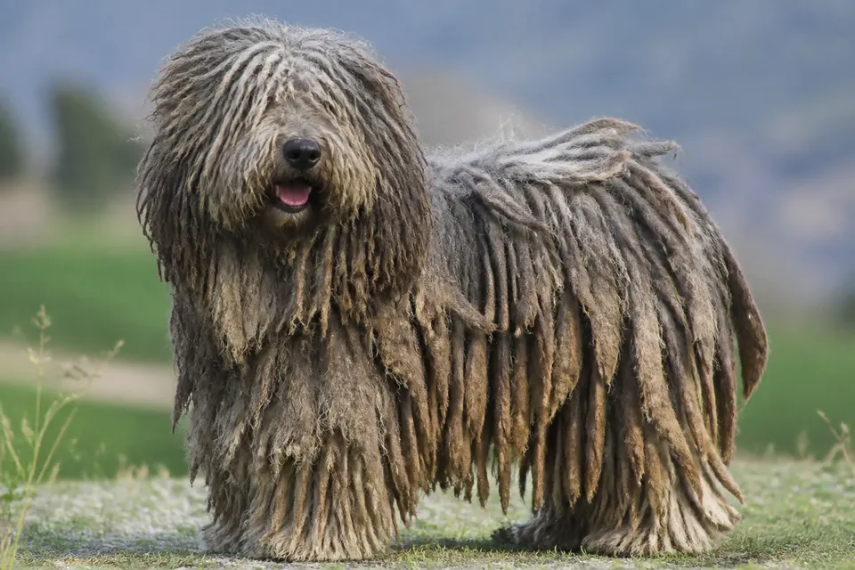 贝尔加马斯科牧羊犬 · 正面