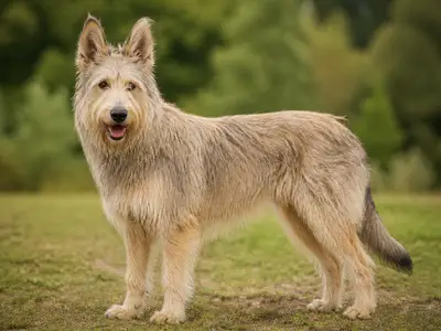 皮卡迪牧羊犬