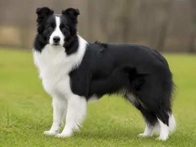 边境牧羊犬