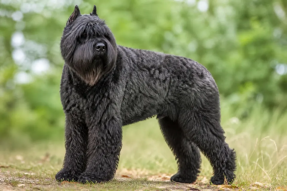 弗兰德牧牛犬 · 正面