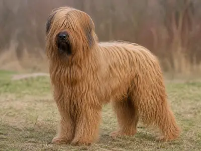 布雷犬
