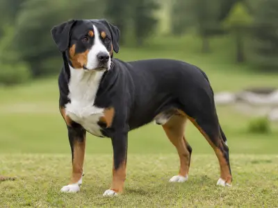 恩特布赫山地犬