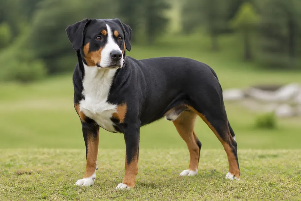 恩特布赫山地犬 · 正面