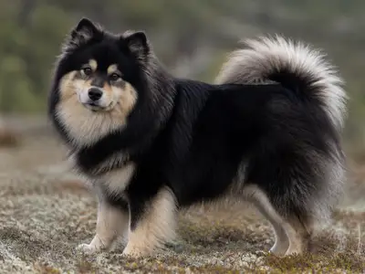 芬兰拉普牧羊犬