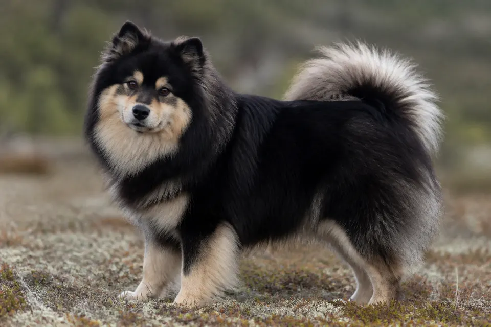 芬兰拉普牧羊犬 · 正面