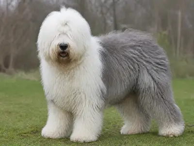 古代英国牧羊犬