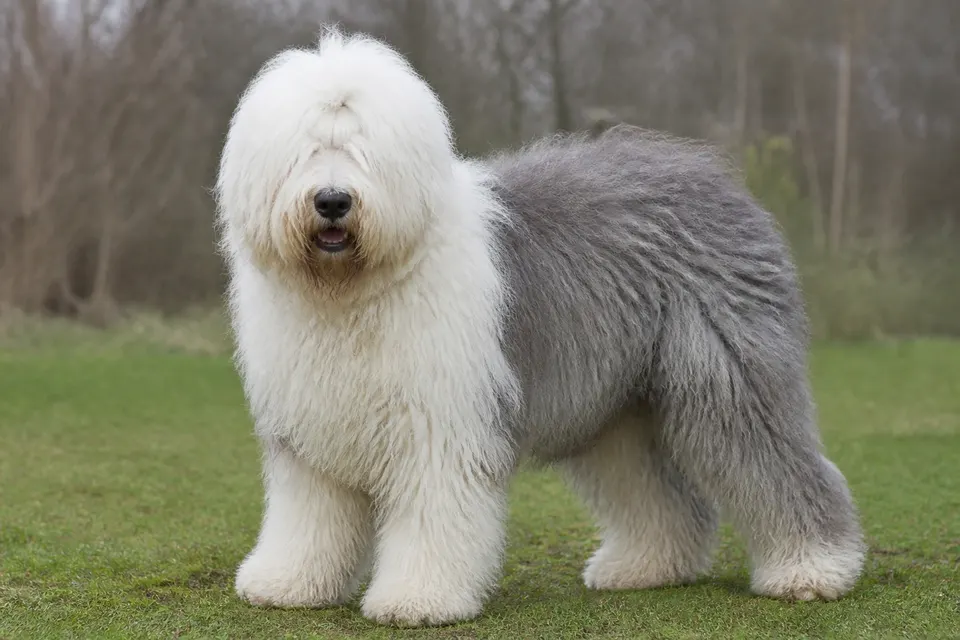 古代英国牧羊犬 · 正面