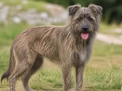 比利牛斯牧羊犬