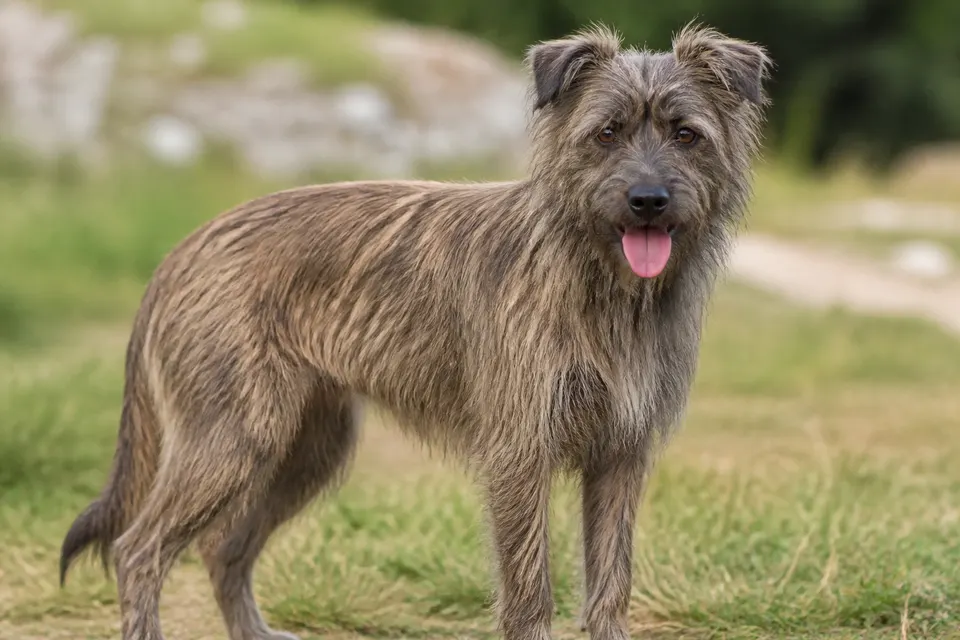 比利牛斯牧羊犬 · 正面