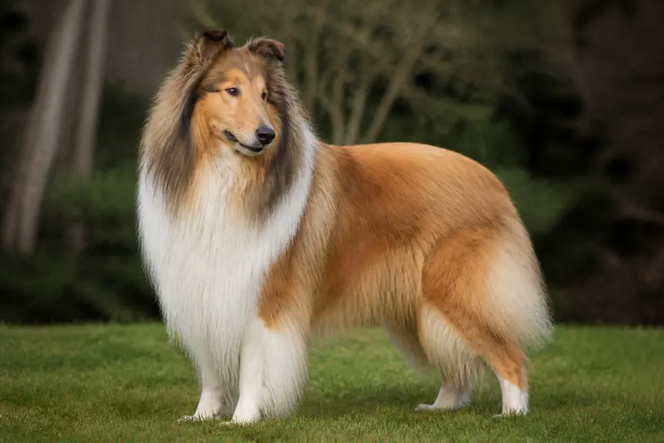 长毛柯利犬 · 正面
