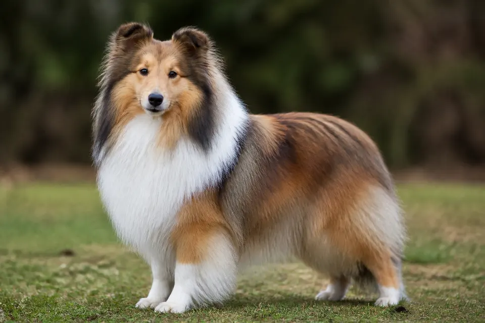 喜乐蒂牧羊犬 · 正面