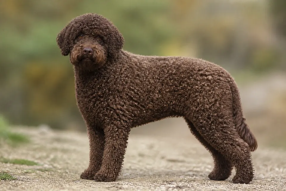 西班牙水犬 · 正面