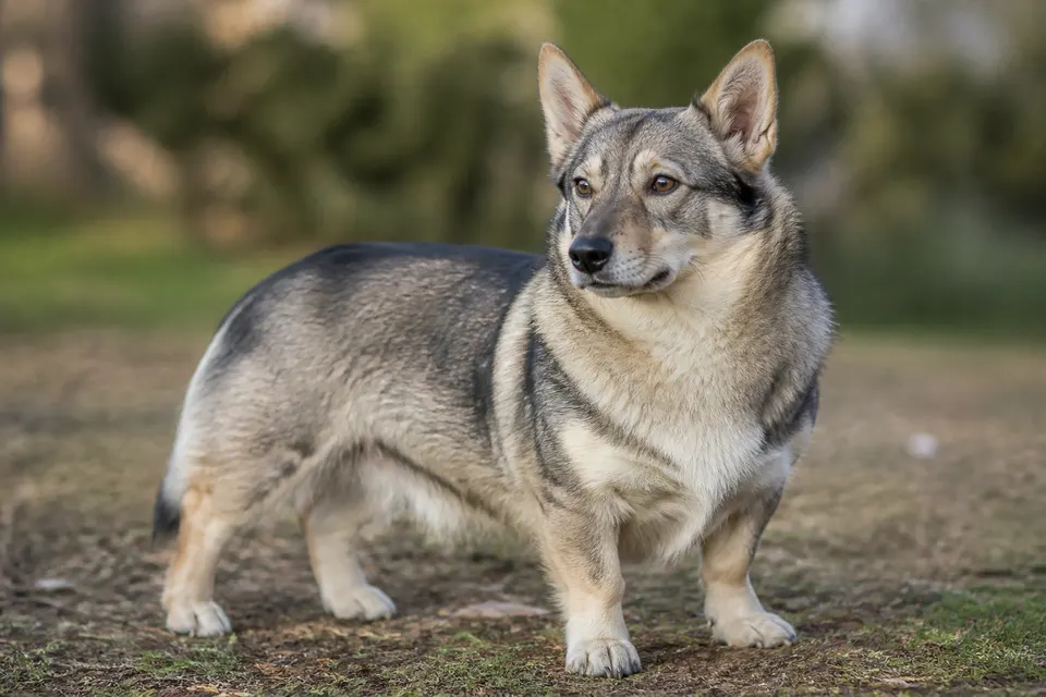 瑞典维莱犬 · 正面