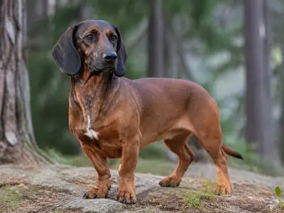 Alpine Dachsbracke犬