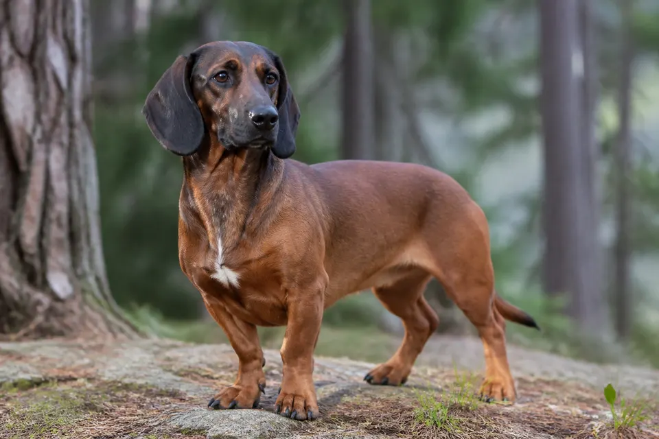 Alpine Dachsbracke犬 · 正面