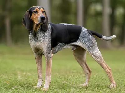 美英猎浣熊犬