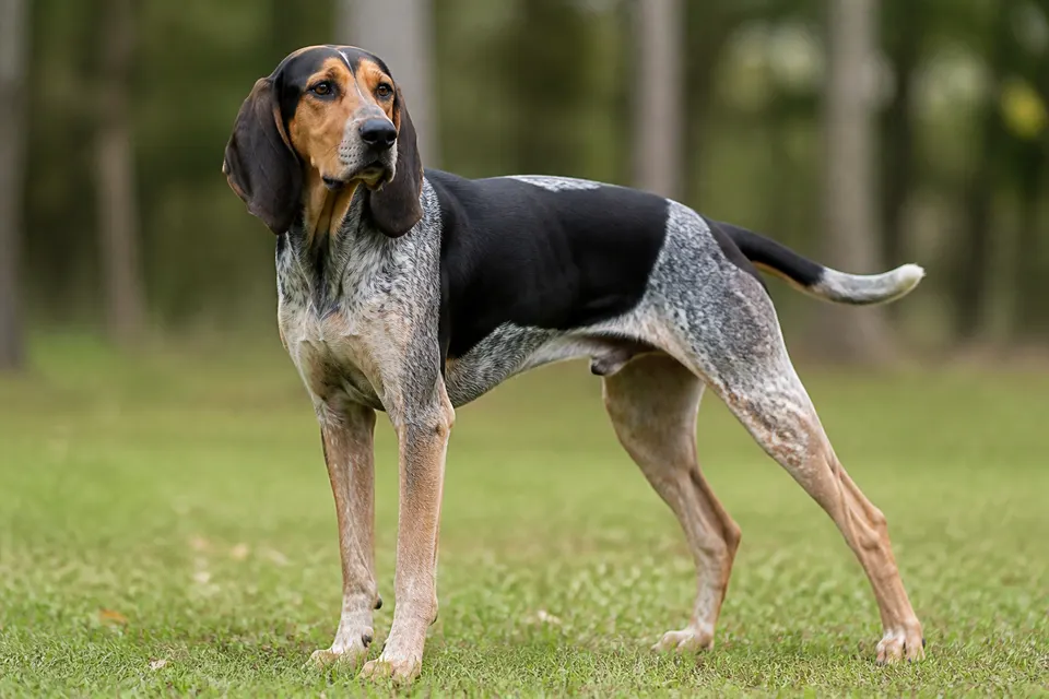 美英猎浣熊犬 · 正面