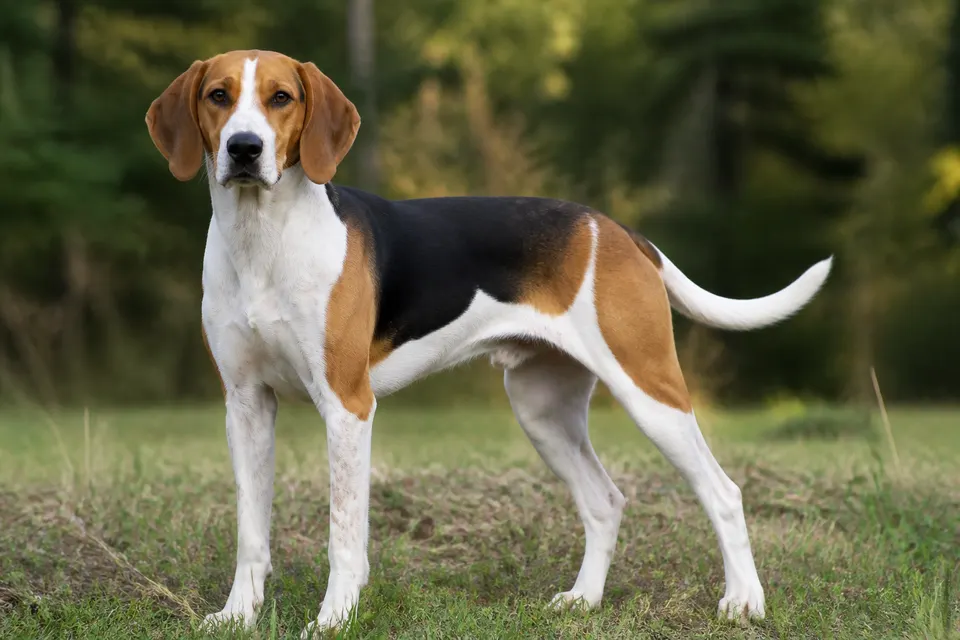 美国猎狐犬 · 正面