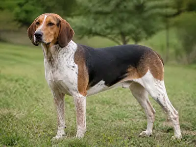 Ariegeois犬