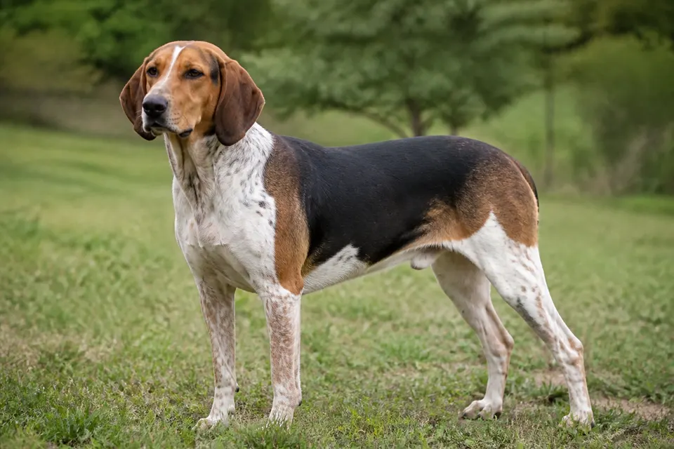 Ariegeois犬 · 正面