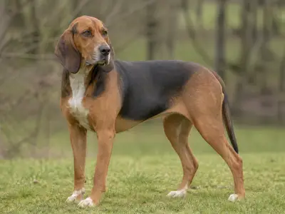 Artois Hound犬