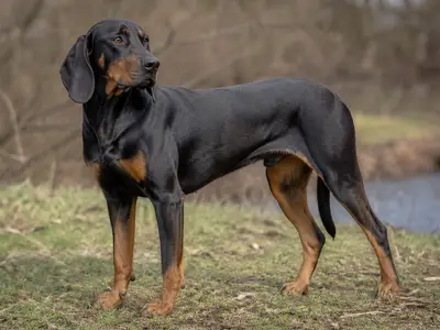 Austrian Black and Tan Hound犬