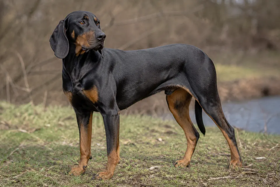 Austrian Black and Tan Hound犬 · 正面