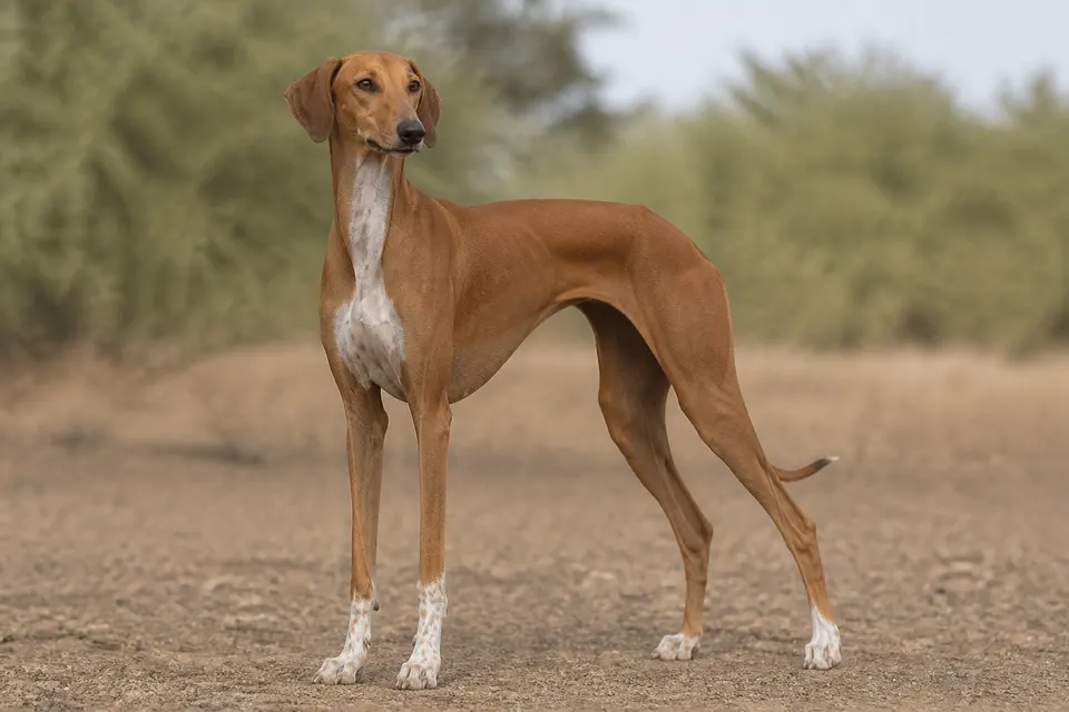 阿扎瓦克犬 · 正面