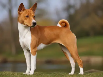 巴仙吉犬