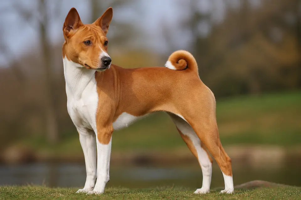 巴仙吉犬 · 正面