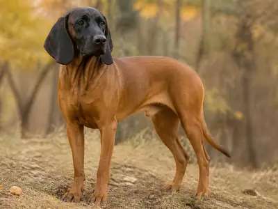 Bavarian Mountain Scent Hound犬