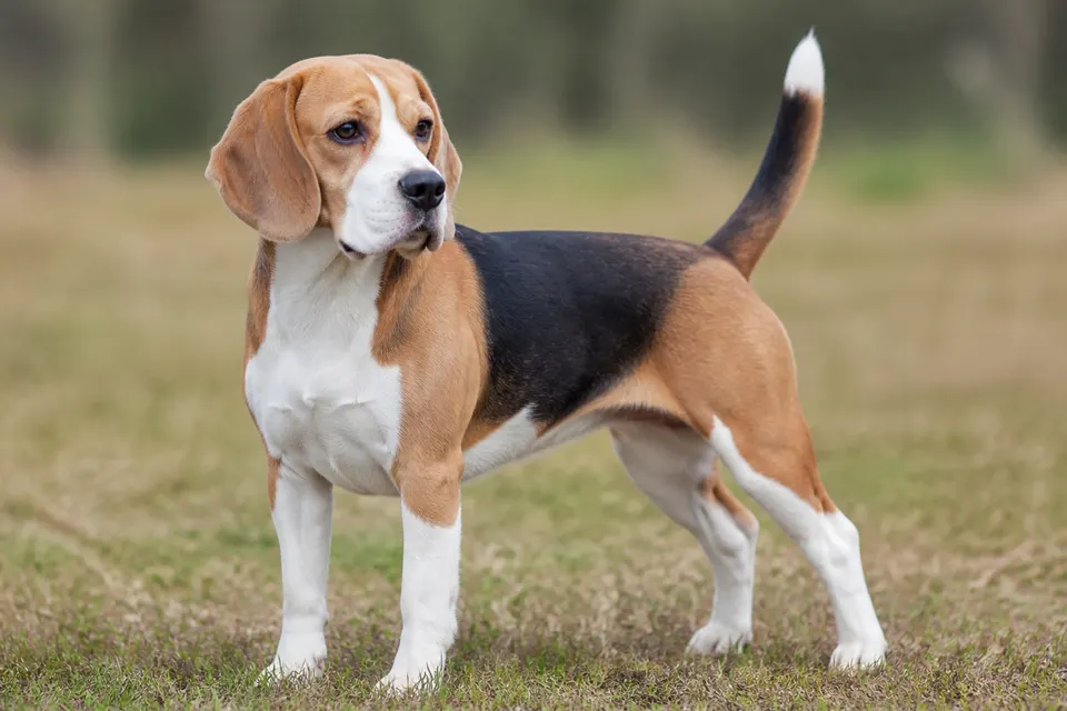 比格犬 · 正面