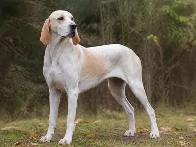 Billy犬