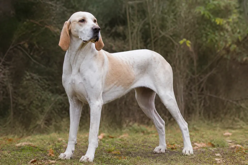 Billy犬 · 正面