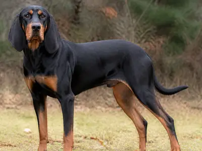 黑褐猎浣熊犬