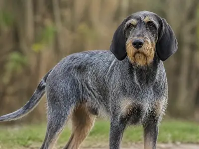 Blue Gascony Griffon犬