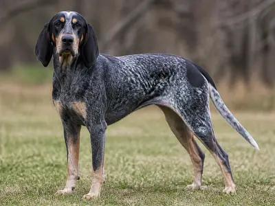 蓝斑猎浣熊犬