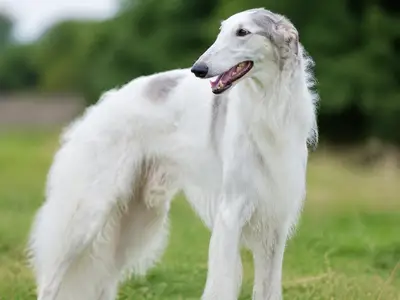Borzoi - Russian Hunting Sighthound犬