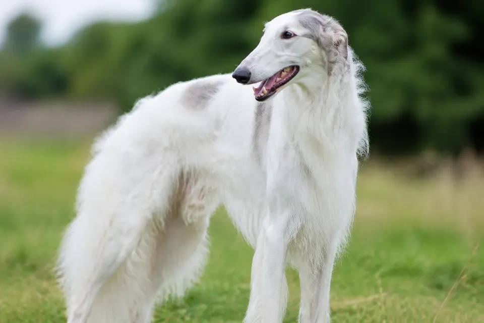 Borzoi - Russian Hunting Sighthound犬 · 正面