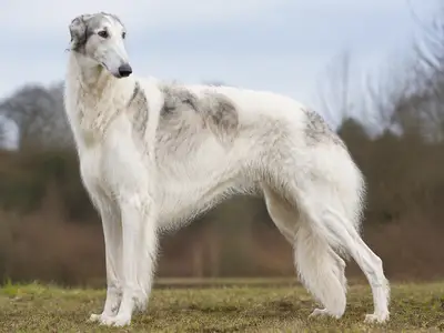 苏俄猎狼犬
