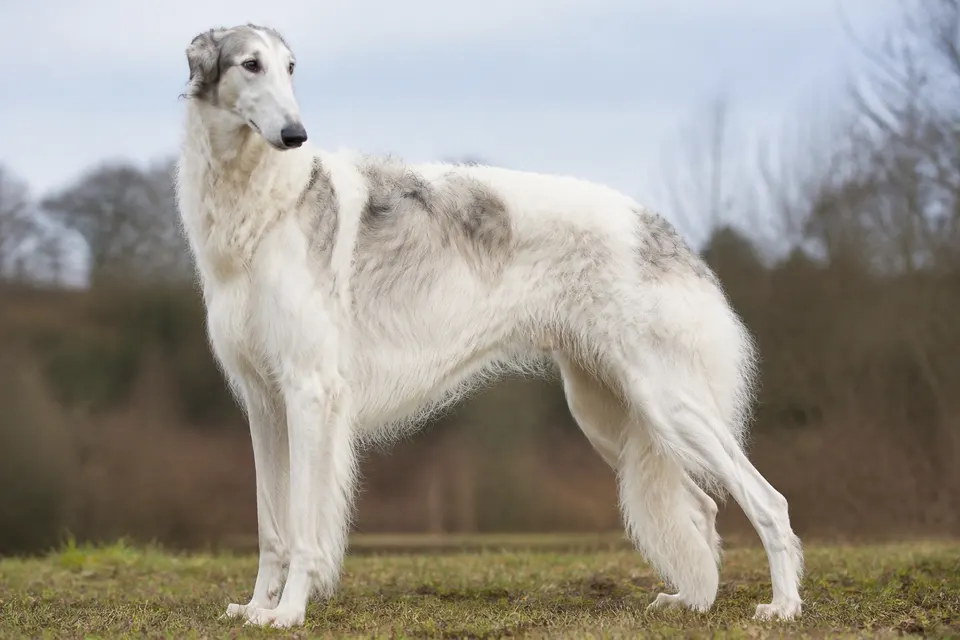 苏俄猎狼犬 · 正面