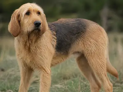 Bosnian Broken-Haired Hound - Called Barak犬